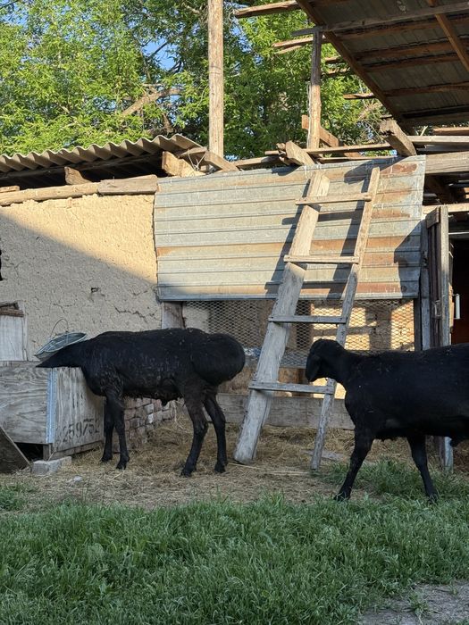 Гесар қошқар жасына енді толады