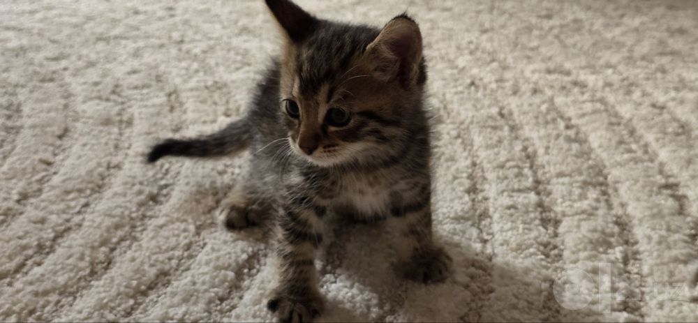 Продаётся котёнки 1 месяц &