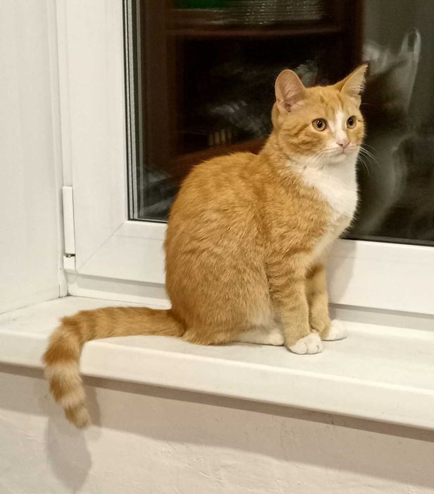 Отдам в хорошие руки