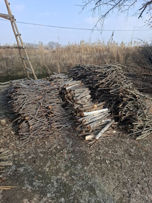 Курук урик ва гилос шохлари