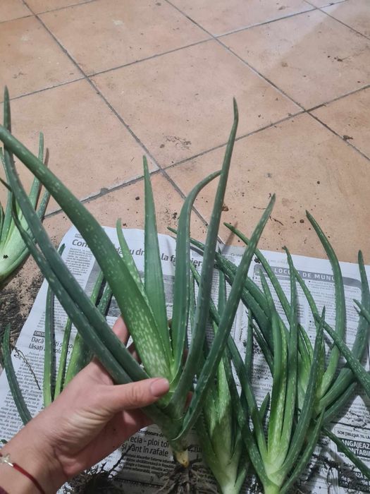 Vand pui de aloe vera barbadensis
