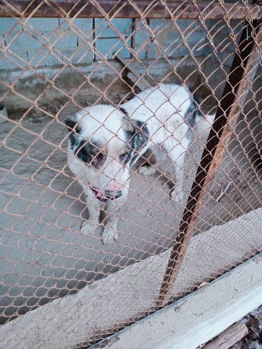 Казакы тобет сатылады