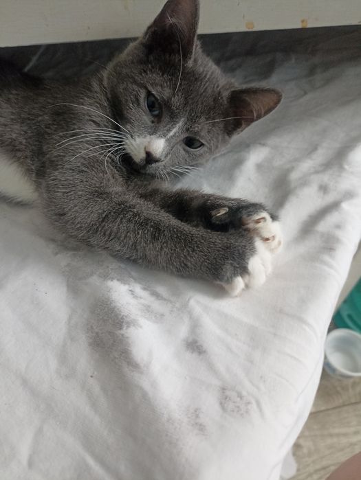 Котенок,мальчик ,2,5 мес в добрые рукии