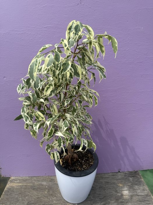 Продам фикусы сортовые
