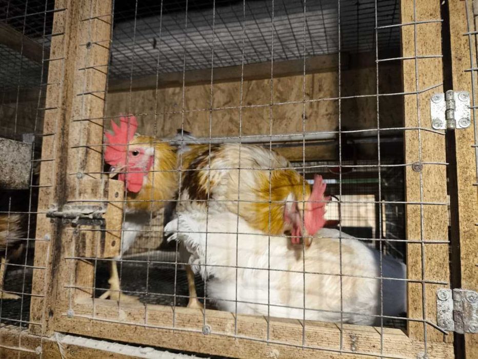 Продаются молодые петухи возрастом 5 месяцев