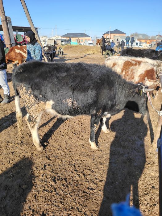 Қашар сатылады 350мын