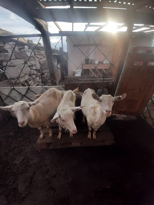 ешки лактарымен сатылады