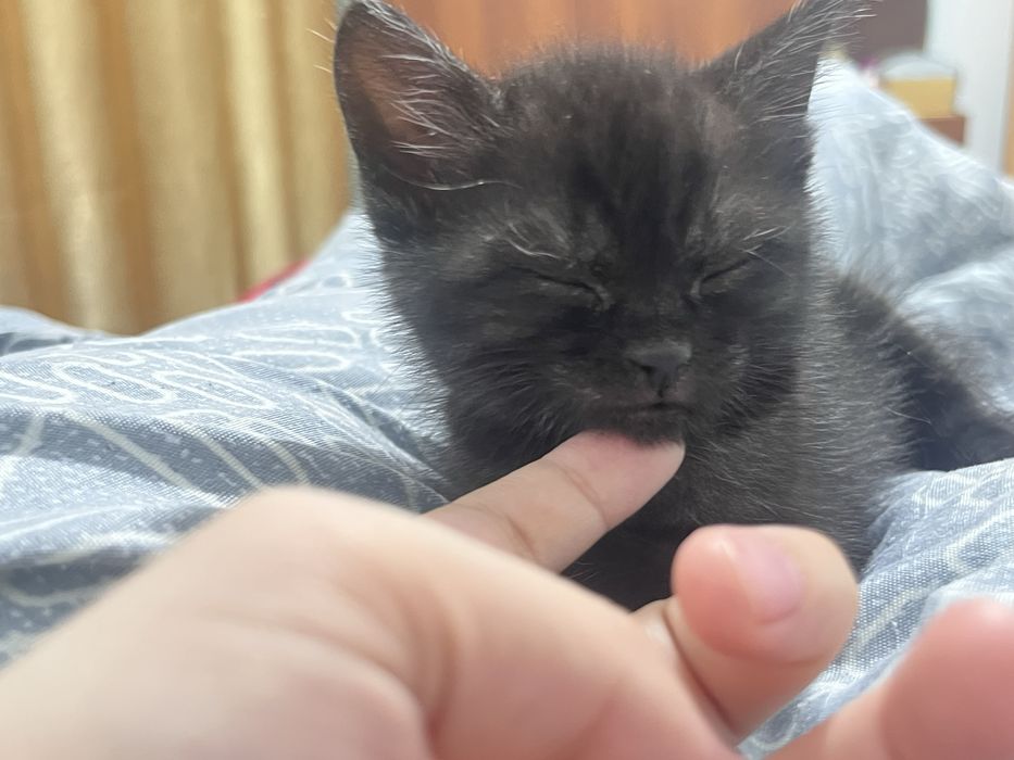 Отдам в добрые руки котёнка