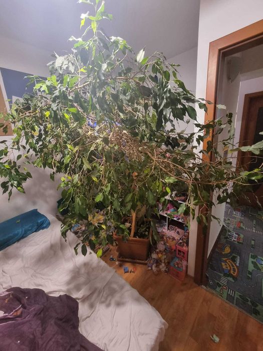 Vand Ficus benjamina, inaltime 2 metri