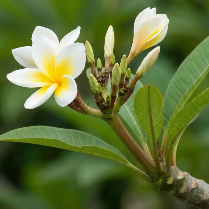Плюмерия Тайская, Plyumeriya Tayland