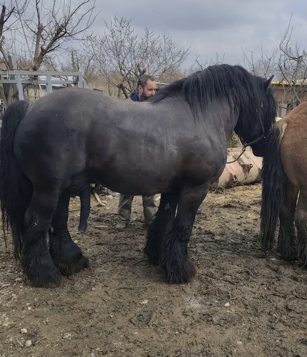 Update: Vandută.Vand manza ardennaise