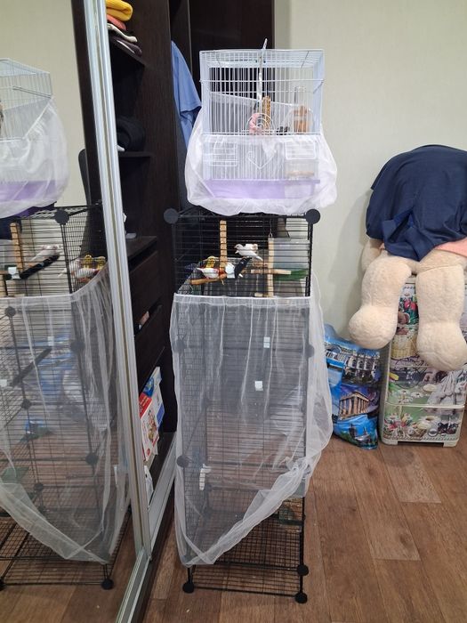 Амадины, экзотические попугаи