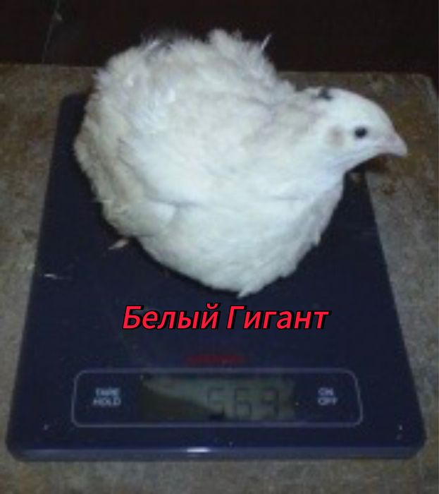 Яицо инкубационное перепел