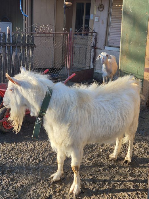 Țap Saanen – fără coarne, 3 ani, reproducător