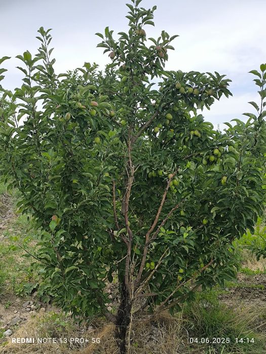 Сад яблоки слива