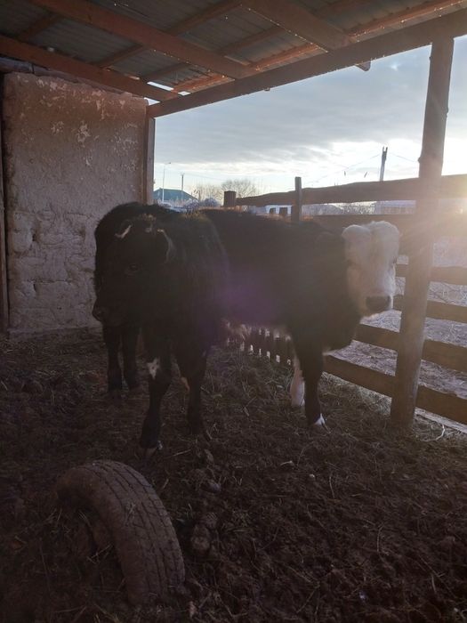 Баспақ еркек мал екеу жақсы