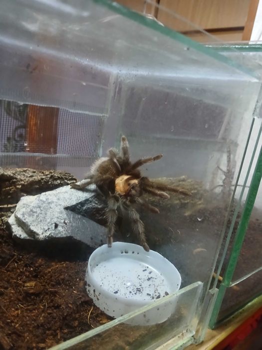 Паук птицыед брахипельма