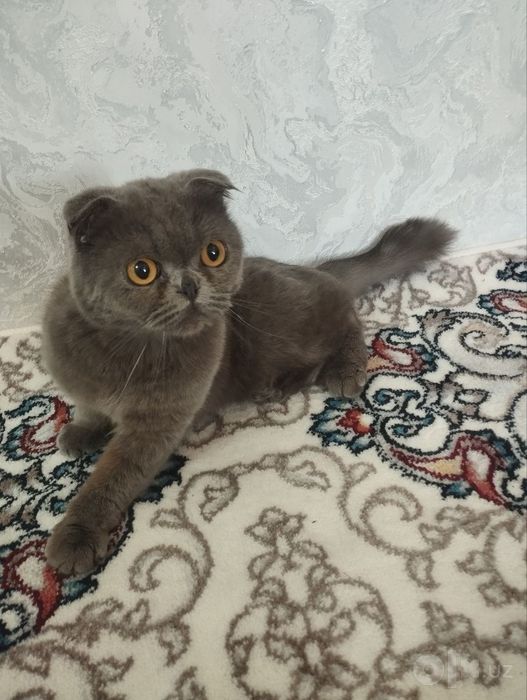 Scottish- Fold Zotdor mushuk