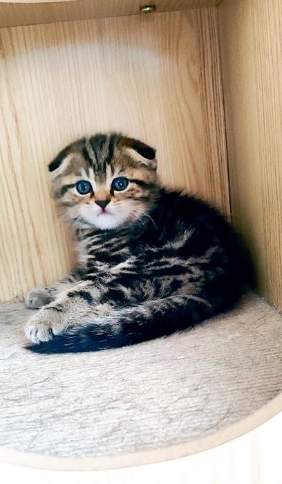 Бронь красивых шатланских котят!