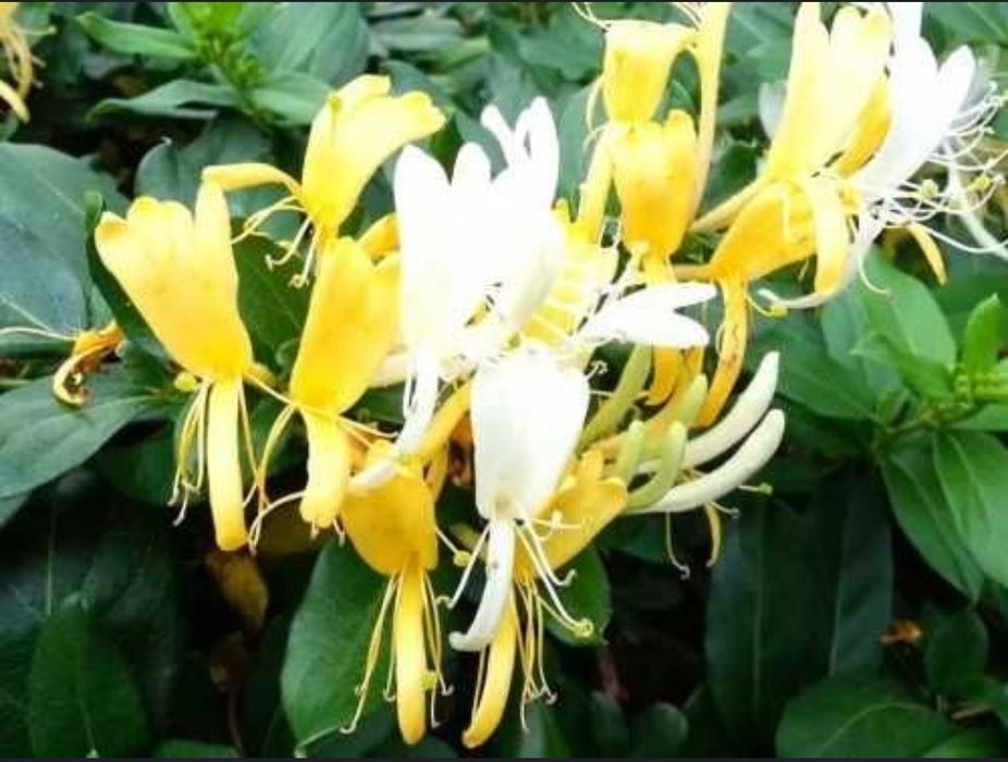 Mana Maicii Domnului,  Linocera caprifoium , caprifoi