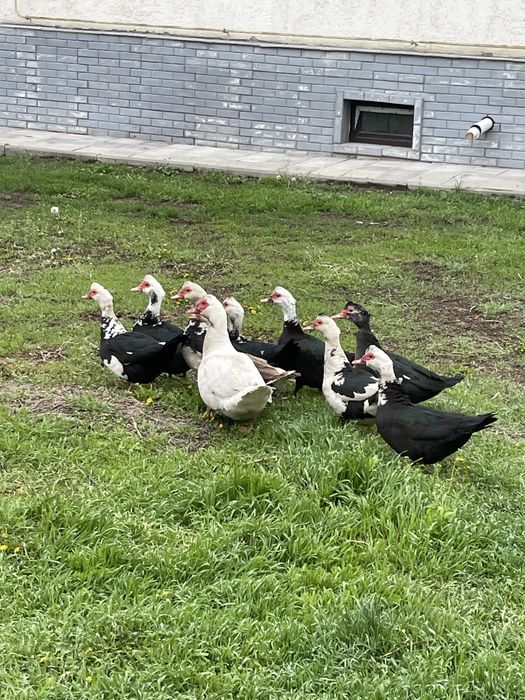 Продам домашних уток