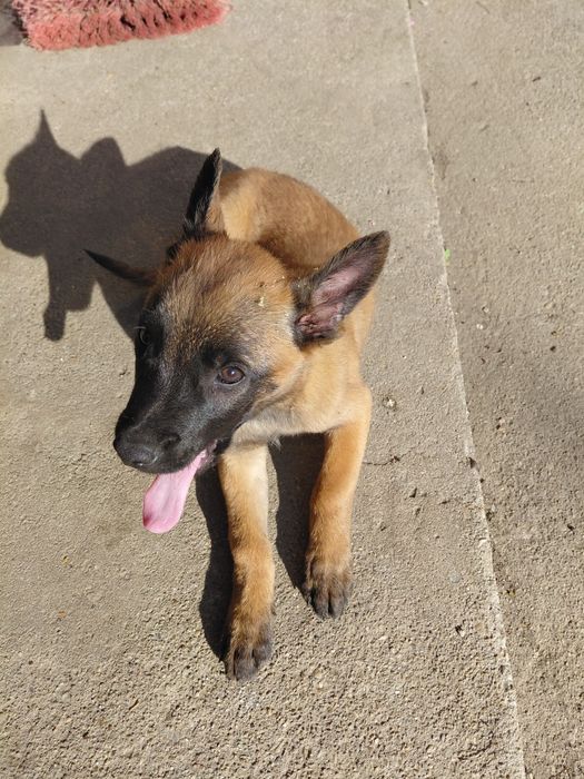 Catei ciobanesc belgian