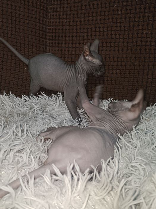 Продаются котята сфинксы