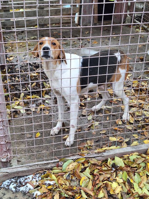 Гончие рабочие..