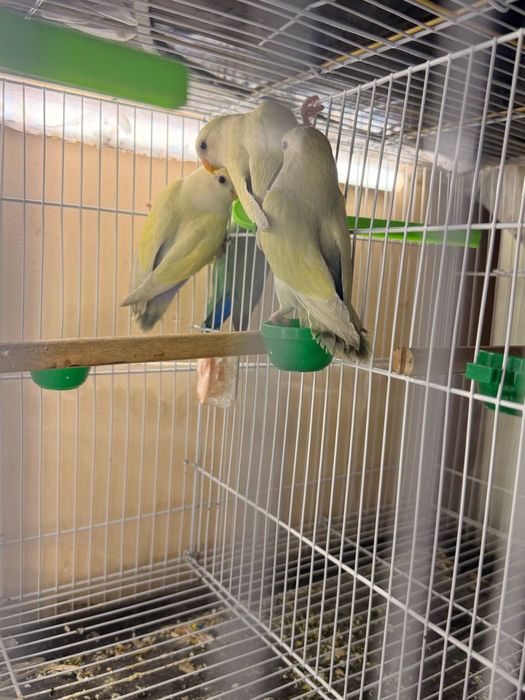 Молочный альбиносы неразлучники