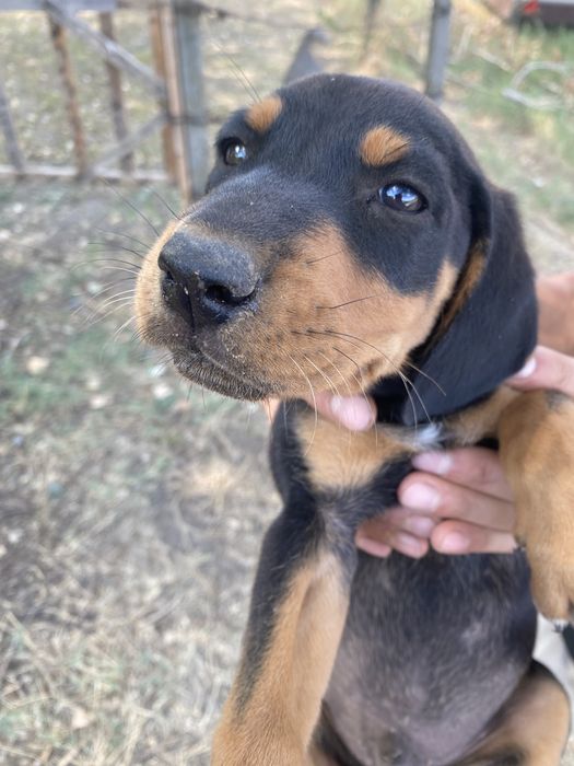 Ловни кученца