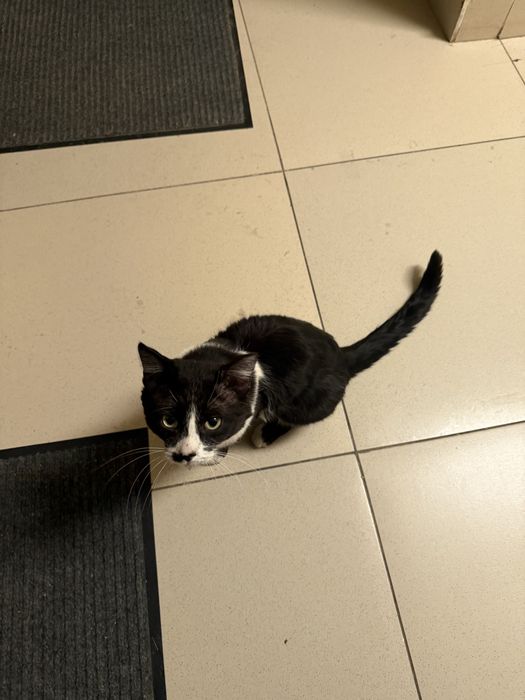 Хорошенький   Кот   в    Семью!