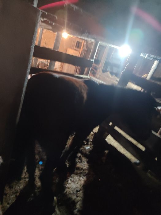 Семіз кунан сатам