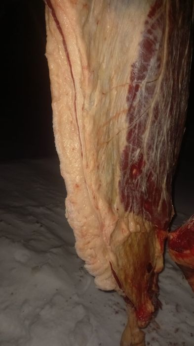 Семіз жылқының еті