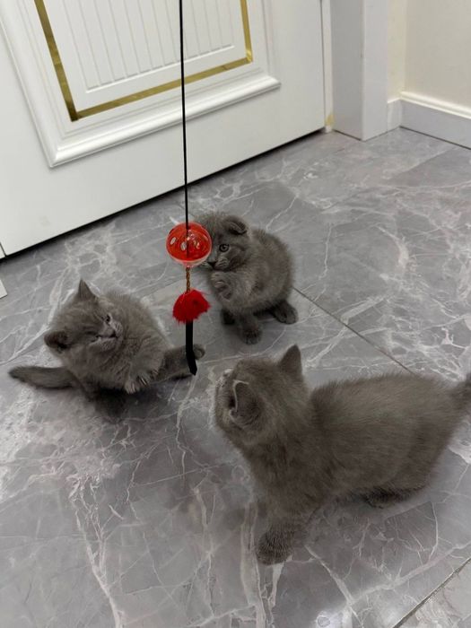 Британские котята