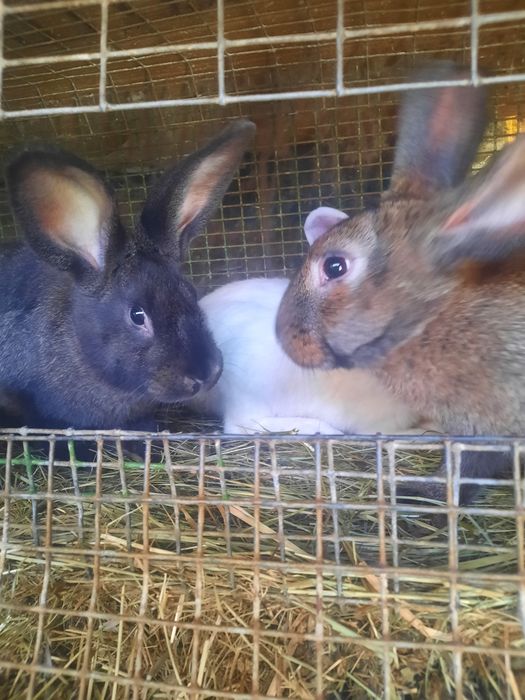 КРОЛИКИ от 4500тенге