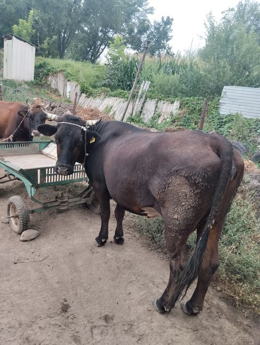 Продаётся корова