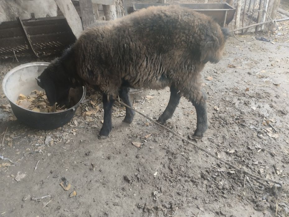 Qòchqor barra sotiladi soglom narxi 3000