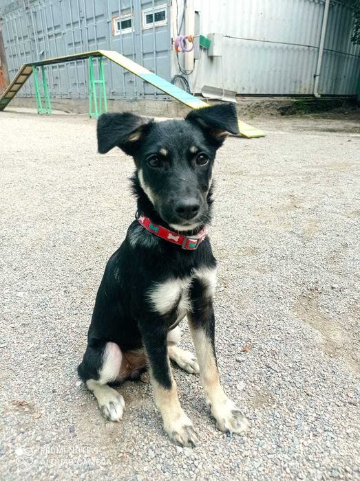 Собака - улыбака ищет дом, чтобы дарить радость!