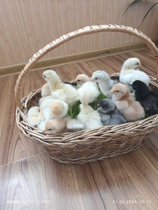 Цыплята брама разные