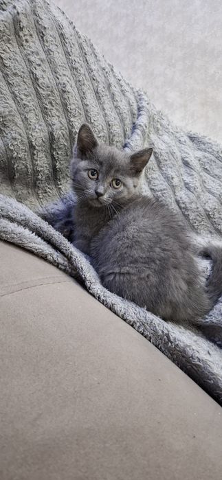 Британские милые котята