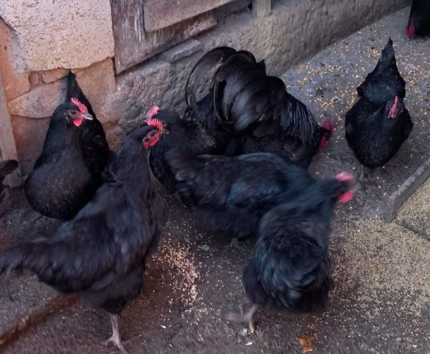 Пиленца Австралорп