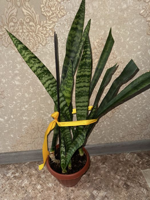 Сансевиерия или тещин язык.