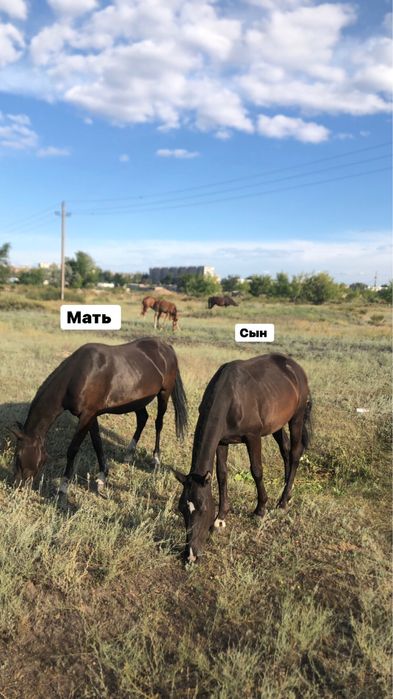 Продаём полтора-годовалых жеребцов!!!