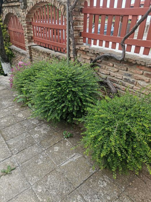 Косене/Рязане/Оформяне/Поддръжка/Почистване/Пръскане