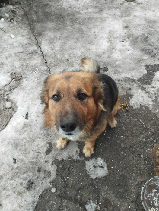 Потерялся собакин.