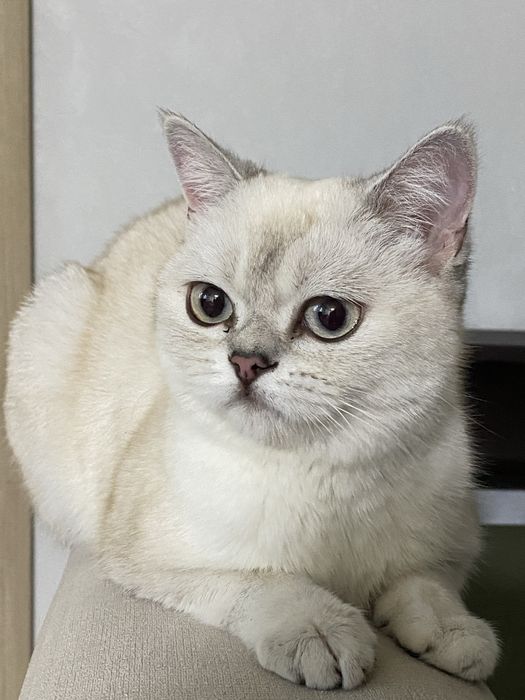Британская короткошерстная кошечка