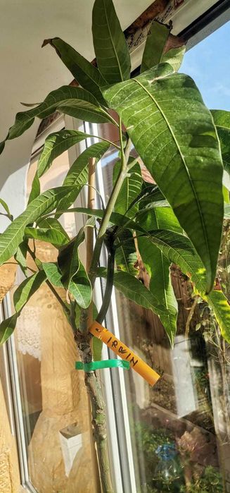 Mango Irwin - altoit