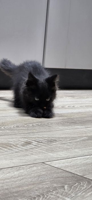 Игривая крошка в добрые руки!