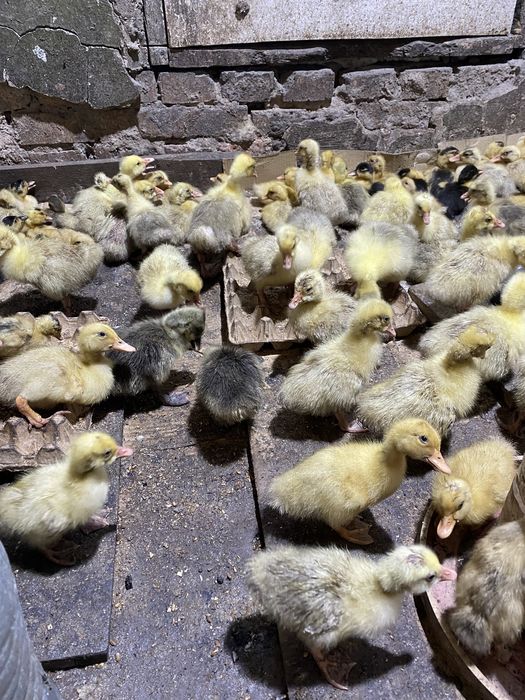 Гусята ,утята (Сортировка)