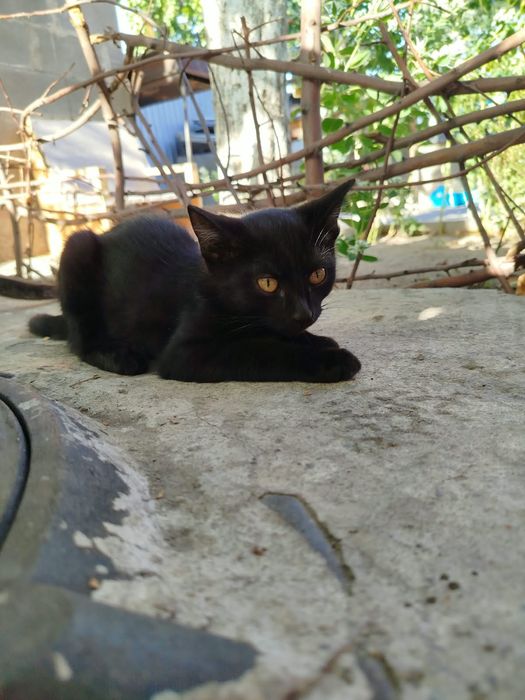 котята даром отдам